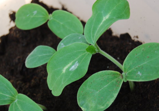 八月份可以種什么菜？八月份適合種植的蔬菜