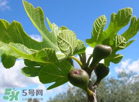 無(wú)花果葉子煮水有什么作用？無(wú)花果葉泡水喝的功效
