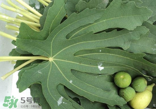 無(wú)花果葉子煮水有什么作用？無(wú)花果葉泡水喝的功效