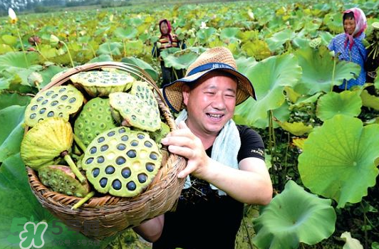 蓮蓬不能和什么同吃？蓮蓬和什么相克？