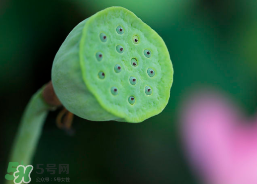 蓮蓬可以放多久？蓮蓬可以放冰箱嗎？