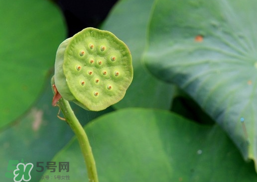 蓮蓬可以放多久？蓮蓬可以放冰箱嗎？