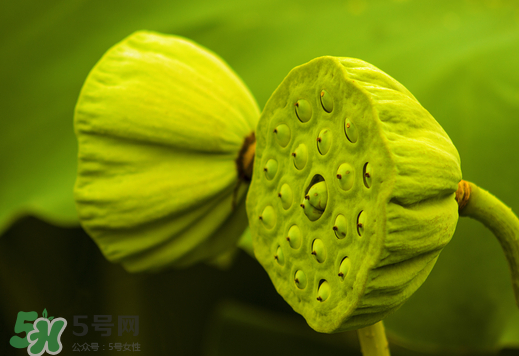蓮蓬可以放多久？蓮蓬可以放冰箱嗎？