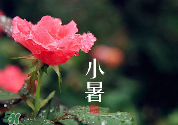 小暑是入伏嗎？小暑是不是入伏？