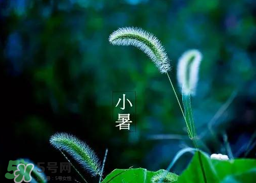 小暑是頭伏嗎？小暑是初伏嗎？