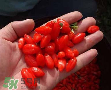 枸杞鮮果屬水果嗎？枸杞鮮果什么味道