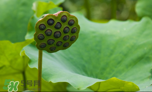 蓮蓬是荷花的什么？蓮蓬是什么意思？