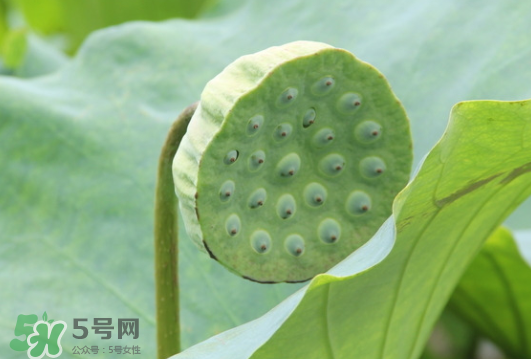 蓮蓬是荷花的什么？蓮蓬是什么意思？