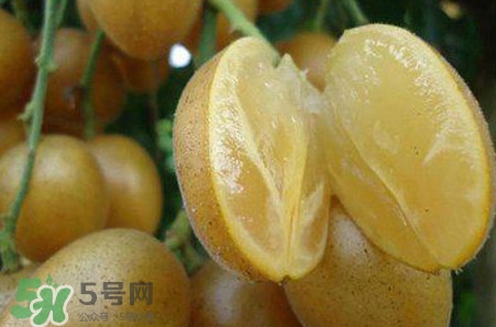 黃皮果品種有哪些？黃皮果哪個(gè)品種好吃