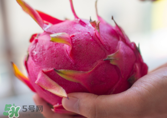 紅心火龍果什么時(shí)候成熟？紅心火龍果什么季節(jié)有？