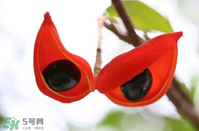 孕婦能吃蘋婆嗎？孕婦吃蘋婆對(duì)胎兒好嗎