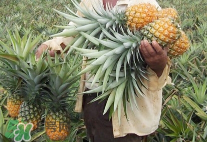 金菠蘿是鳳梨嗎？金菠蘿與普通菠蘿區(qū)別