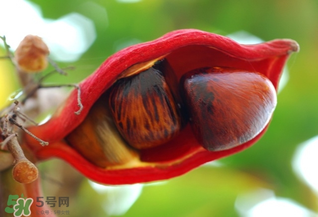 蘋婆怎么吃？蘋婆的功效與作用