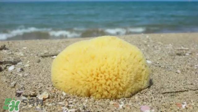 Rosenfeld海綿好用嗎？Rosenfeld海綿怎么樣？