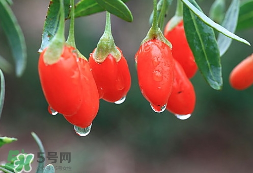 青海和寧夏枸杞哪個好？青海枸杞和寧夏枸杞的區(qū)別