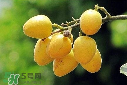 黃皮果品種有哪些？黃皮果哪個(gè)品種好吃