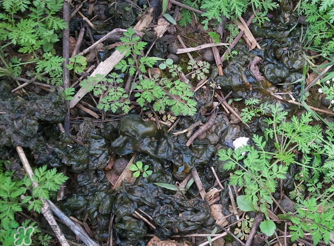 孕婦能吃地耳菜嗎？寶寶能吃地耳菜嗎？