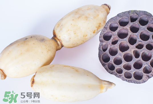 蓮蓬和蓮藕一樣嗎？蓮蓬和蓮藕的區(qū)別