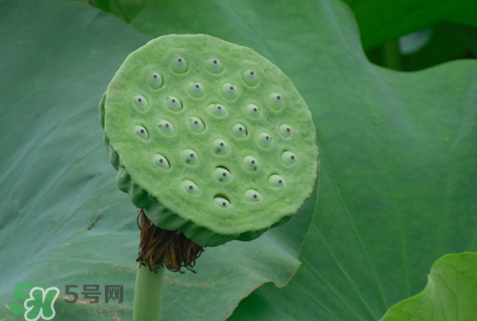 蓮蓬和蓮藕一樣嗎？蓮蓬和蓮藕的區(qū)別