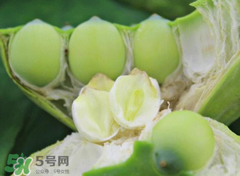 新鮮蓮蓬怎么吃？新鮮蓮蓬的吃法