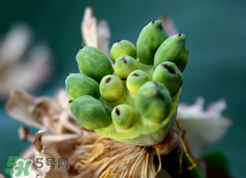 新鮮蓮蓬孕婦能吃嗎？孕婦可以吃新鮮蓮蓬嗎？