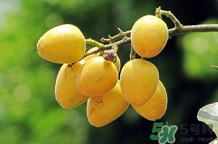 孕婦可以吃黃皮嗎？孕婦吃黃皮有什么好處