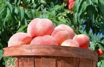 脆桃和軟桃哪個(gè)好吃？脆桃跟軟桃有什么區(qū)別？