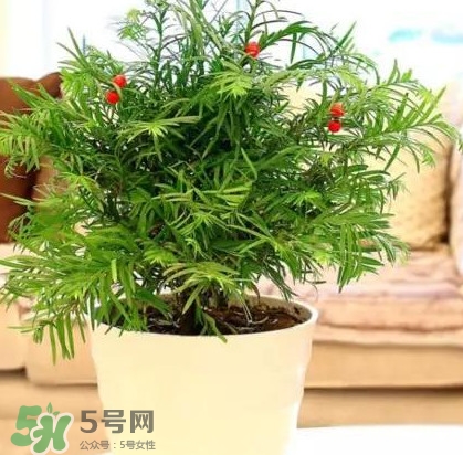 紅豆杉是什么？紅豆杉是裸子植物還是被子植物