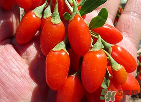 如何辨別枸杞是否新鮮？鮮枸杞可以直接食用嗎