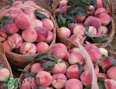 脆桃和軟桃哪個(gè)好吃？脆桃跟軟桃有什么區(qū)別？