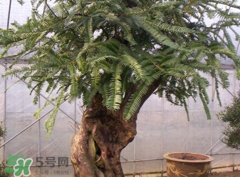 紅豆杉是紅木嗎？紅豆杉是國(guó)際幾級(jí)保護(hù)植物？