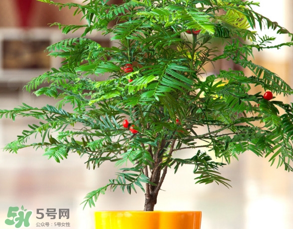 紅豆杉怎么養(yǎng)植？紅豆杉的養(yǎng)殖方法和注意事項(xiàng)