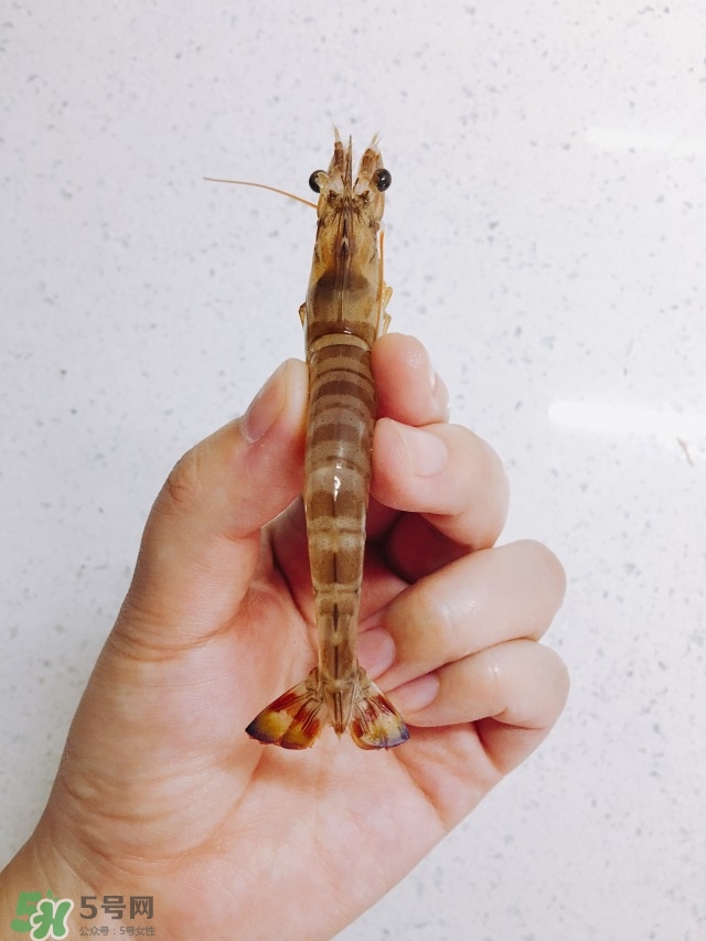 活基圍蝦怎么保存？活基圍蝦怎么處理干凈？