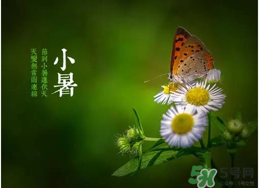 小暑種什么菜？小暑為什么要種牽?；?？