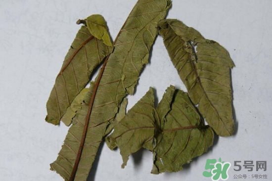 番石榴葉茶怎么做？番石榴葉茶的副作用