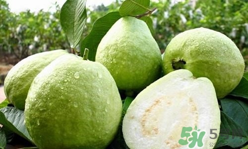 孕婦可以吃番石榴嗎？孕婦吃番石榴對(duì)胎兒好嗎？
