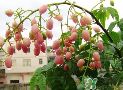 山黃皮怎么做好吃？山黃皮有什么藥用價(jià)值