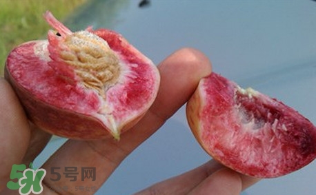 中華血桃什么時(shí)候成熟？中華血桃產(chǎn)地在哪兒