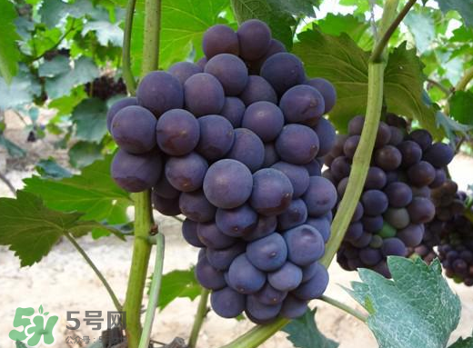 夏黑葡萄多少錢一斤？夏黑葡萄怎么挑選？