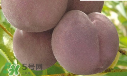 黑桃是什么水果？吃黑桃有什么好處？