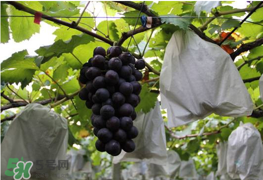 夏黑葡萄怎么洗？夏黑葡萄怎么洗才干凈？