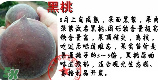 黑桃水果是什么品種？黑桃是酸性還是堿性