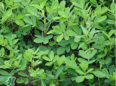 七月份可以種花生嗎？花生七月份可以種植嗎？