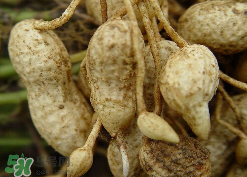 七月份可以種花生嗎？花生七月份可以種植嗎？