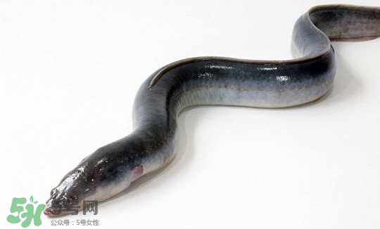 鰻魚有刺嗎？鰻魚有鱗嗎？