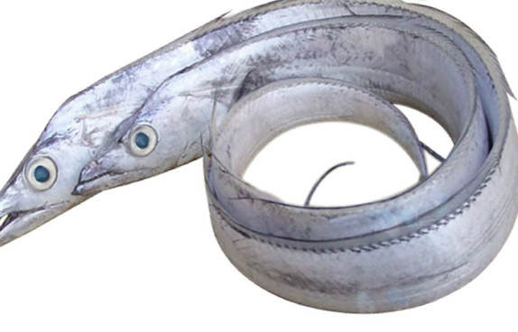 鰻魚是帶魚嗎？鰻魚和帶魚有什么區(qū)別
