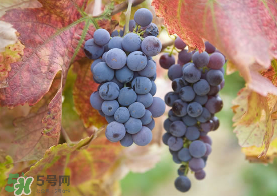 玫瑰香葡萄孕婦能吃嗎？孕婦可以吃玫瑰香葡萄嗎？