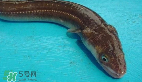 鰻魚多少錢一斤？野生鰻魚多少錢一斤