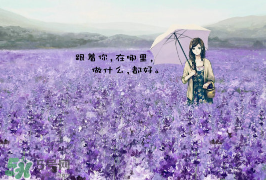七月份還有薰衣草嗎？7月份還有薰衣草嗎？