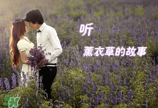七月份還有薰衣草嗎？7月份還有薰衣草嗎？
